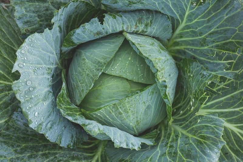 Organic Vegetable Garden